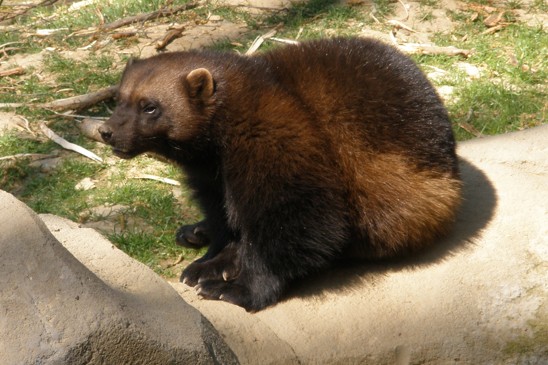 rosomák
