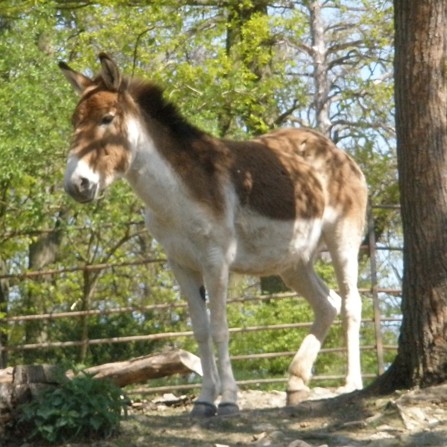 kiang
