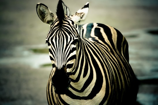 zebra