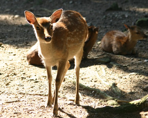 sika
