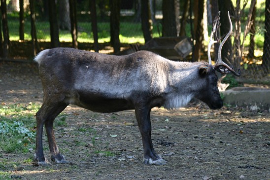 sob polární