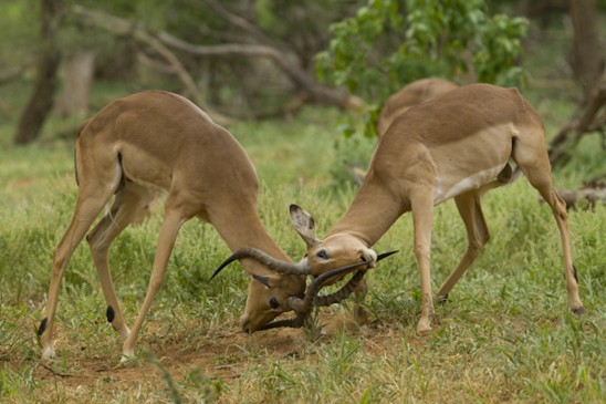 impala