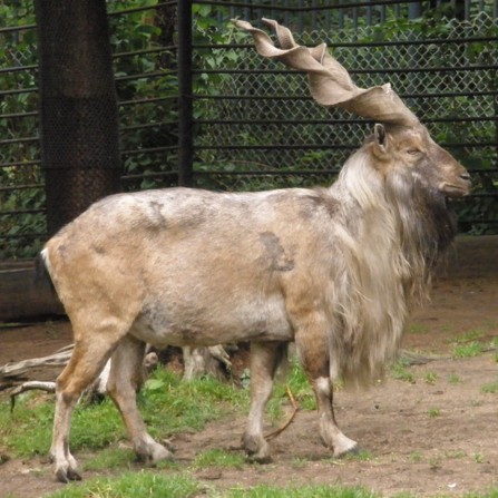 koza šrouborohá